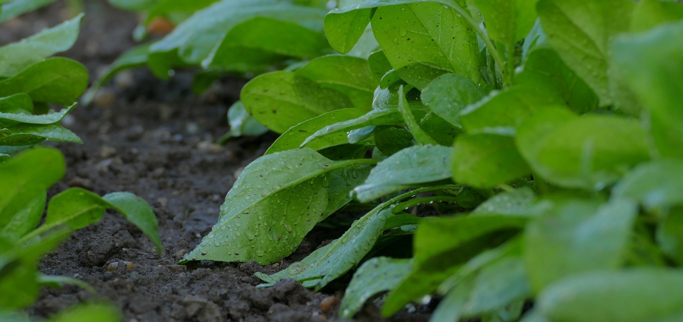 Triton completes acquisition of Fertiberia Group